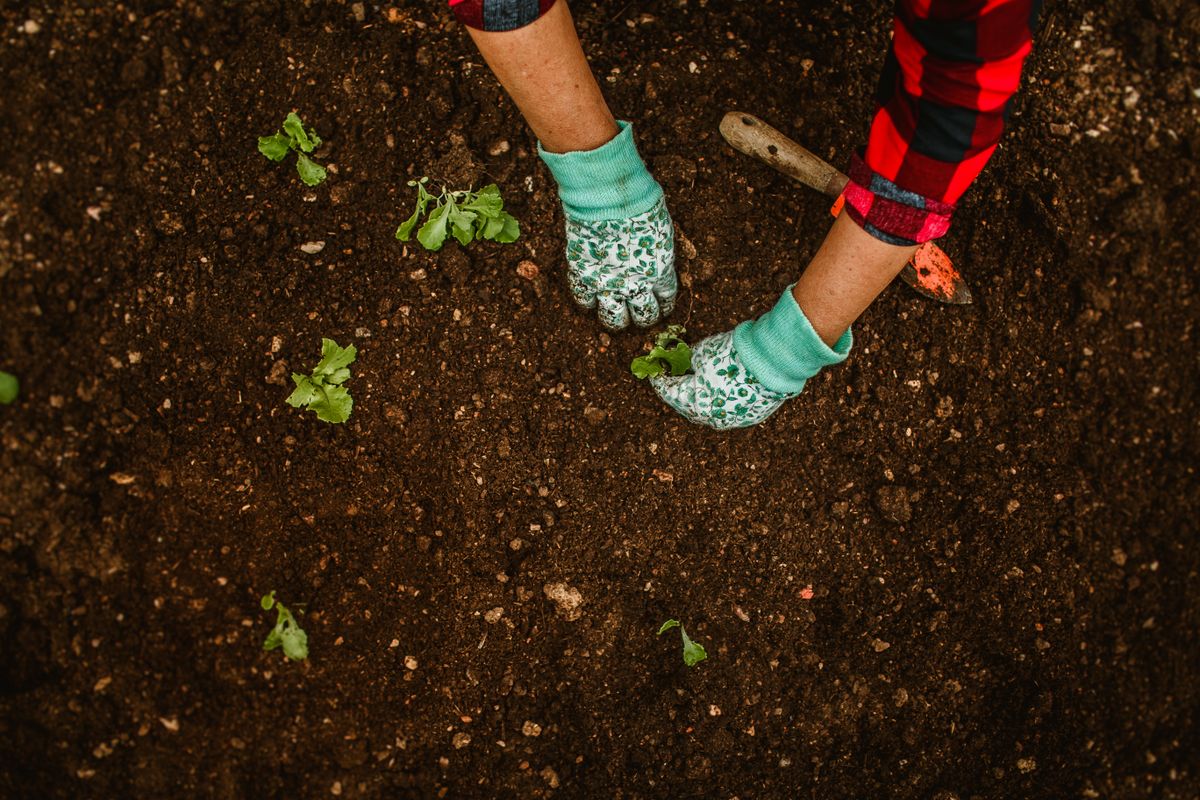Mãos plantando mudas em canteiro de terra