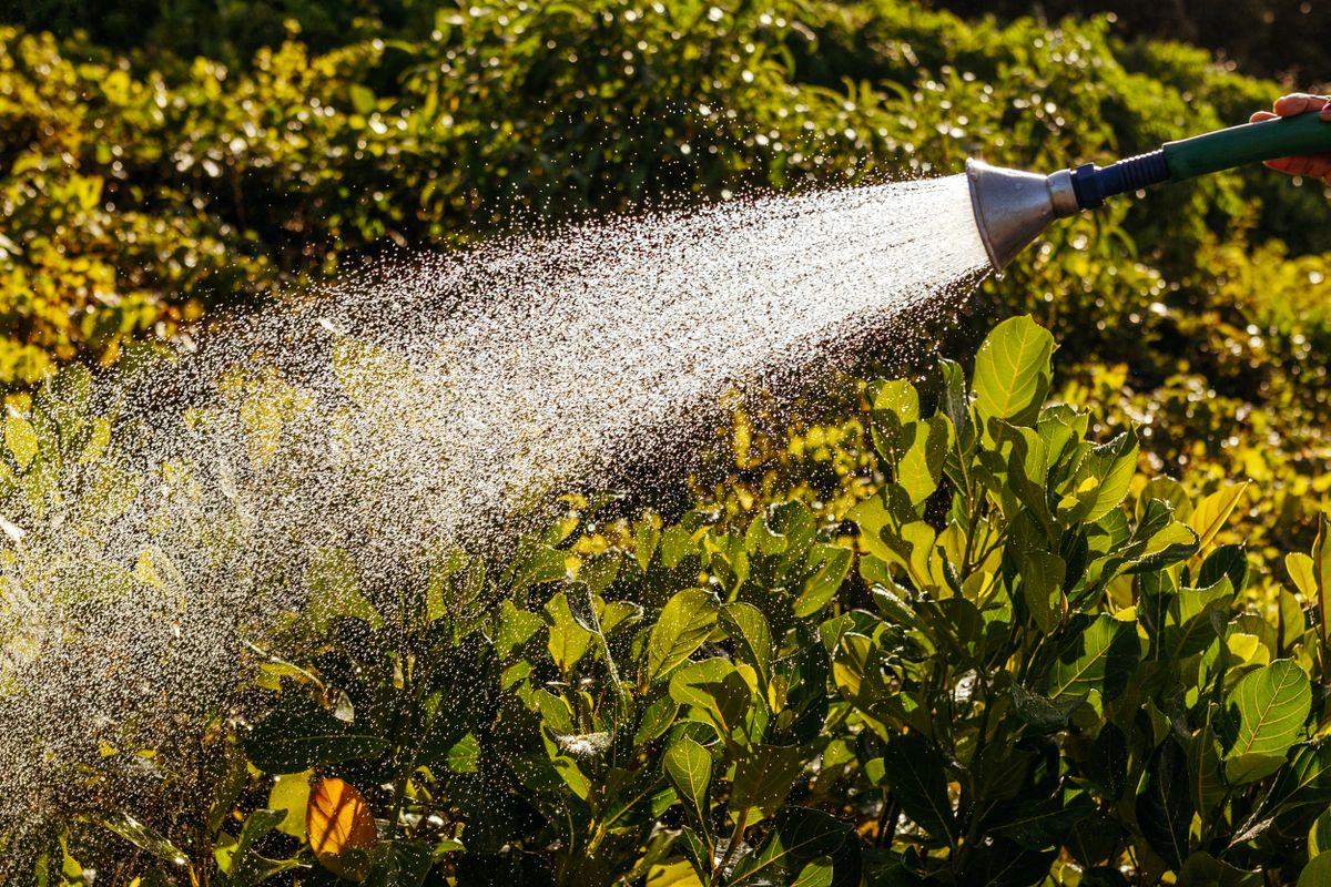 Mangueira de jardim regando arbustos